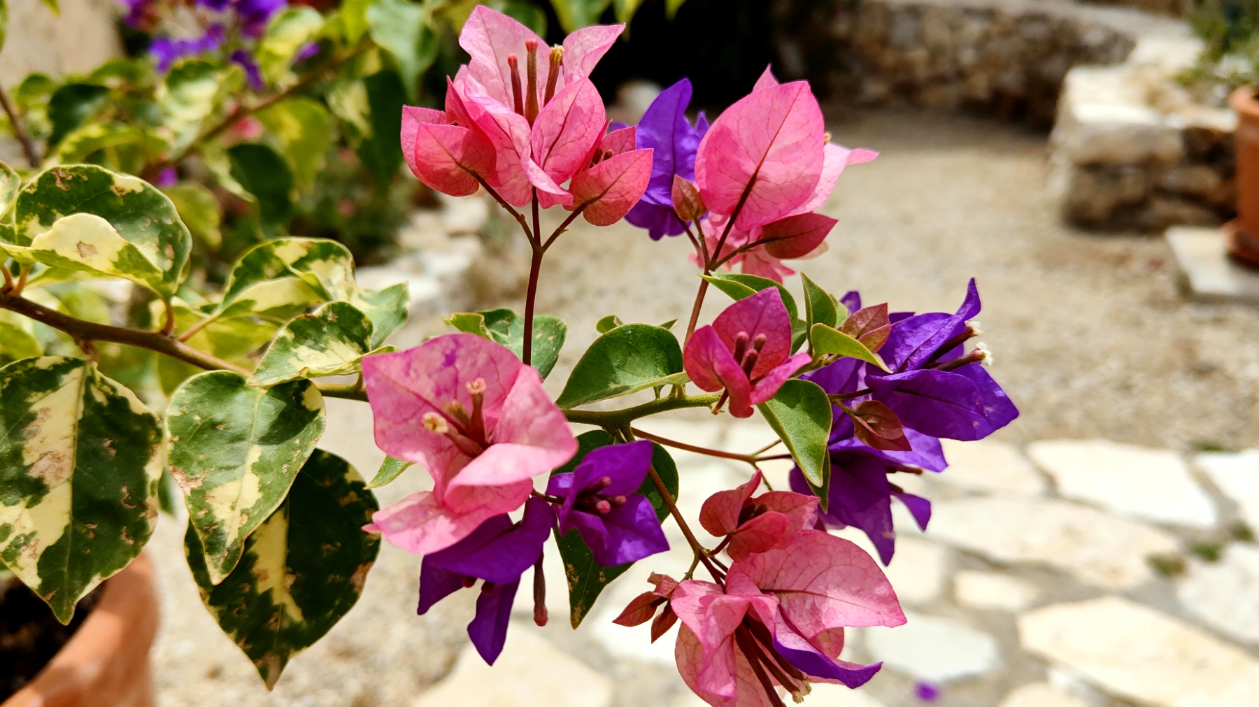Bougainvillea"