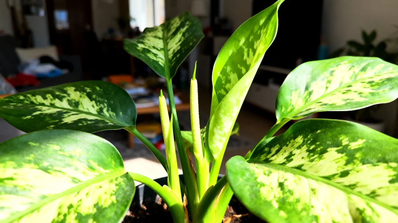 Dieffenbachia"