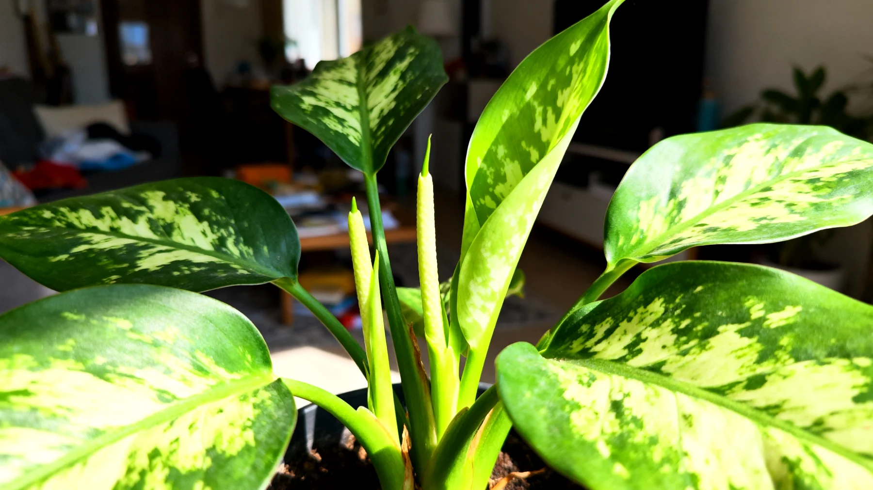 Dieffenbachia"
