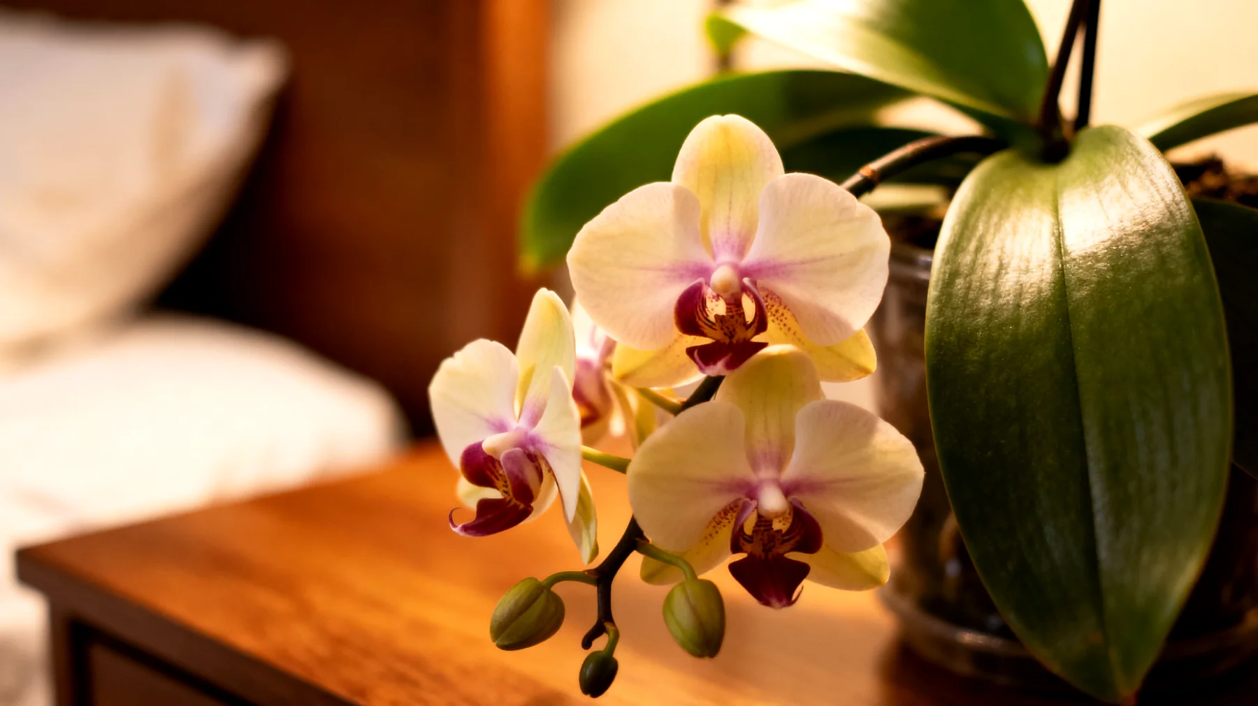 Orchidee"