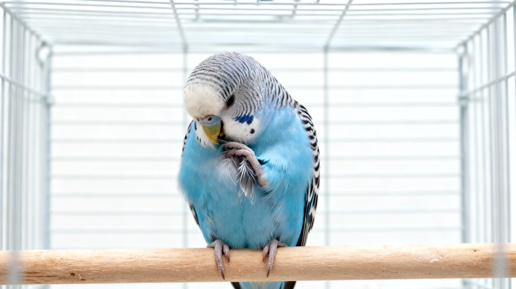 Erwachsene Wellensittiche langweilen sich schnell und zeigen Verhaltensstörungen wie Federrupfen oder übermäßiges Schreien, wenn sie nicht ausreichend beschäftigt werden und keine abwechslungsreichen Spielmöglichkeiten haben"