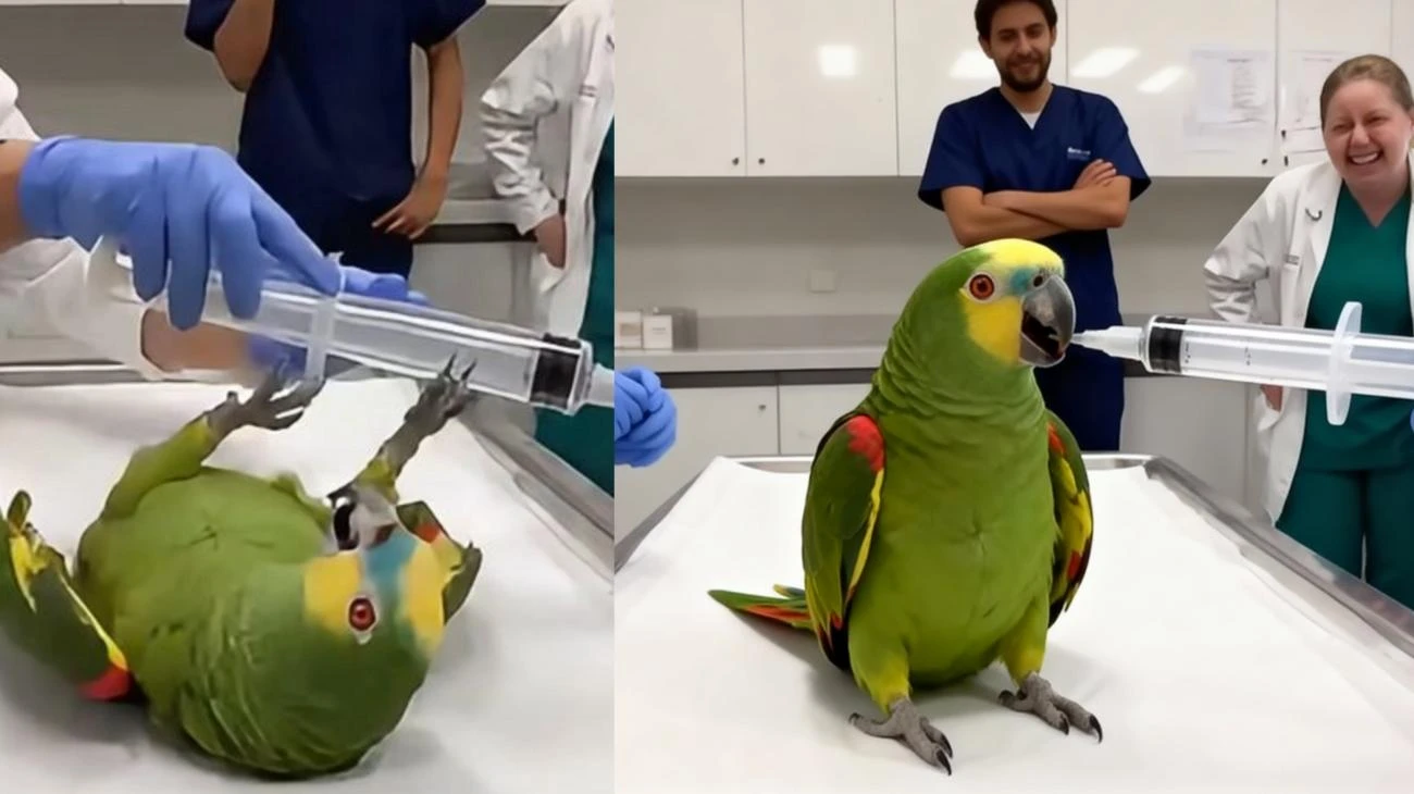 Dieser Papagei sah EINE Spritze und begann, Verbrechen zu gestehen 💉🦜"