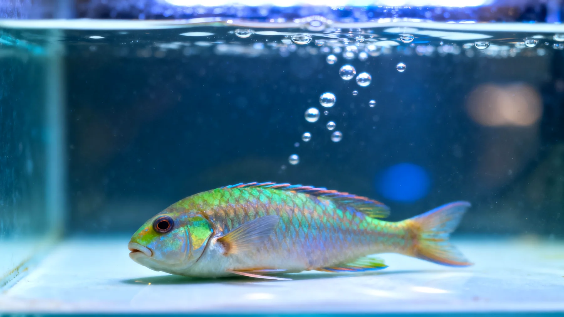 Fische können nach der Adoption gestresst sein und benötigen eine sorgfältige Eingewöhnung in das neue Aquarium, um Schock und gesundheitliche Probleme zu vermeiden"