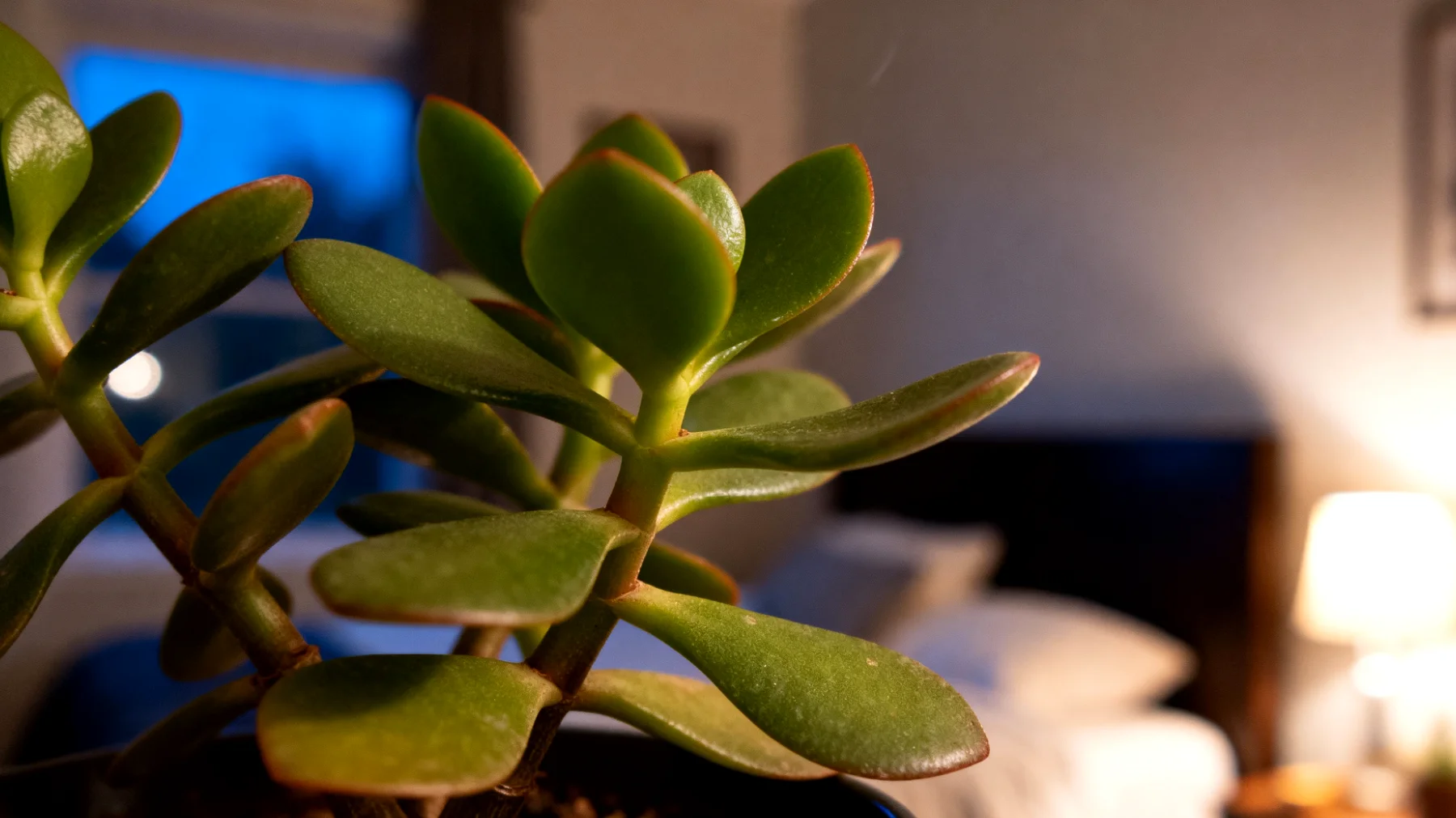 Geldbaum (Crassula)"
