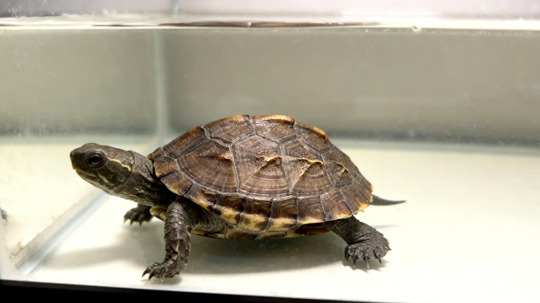 Junge Schildkröten benötigen eine präzise abgestimmte UV-Beleuchtung und Temperaturregulierung, um Panzerdeformationen und Rachitis durch Vitamin-D3-Mangel zu vermeiden, was bei der Aufzucht häufig übersehen wird"