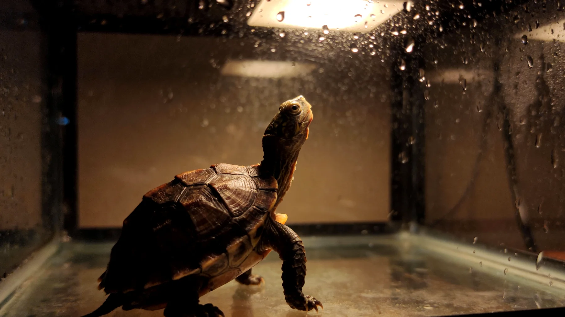 Schildkrötenhalter in Wohnungen haben oft Schwierigkeiten, die richtige Balance zwischen Temperatur, Luftfeuchtigkeit und UV-Belichtung zu schaffen, was zu Vitaminmangel, Panzerdeformationen und geschwächtem Immunsystem führen kann"