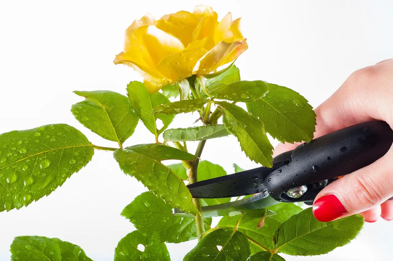 Rosen schneiden im Frühling: der eine Fehler, den fast alle Hobbygärtner machen – und warum dein Garten dieses Jahr anders aussehen wird2026-05-04T04:30:44.394Z"