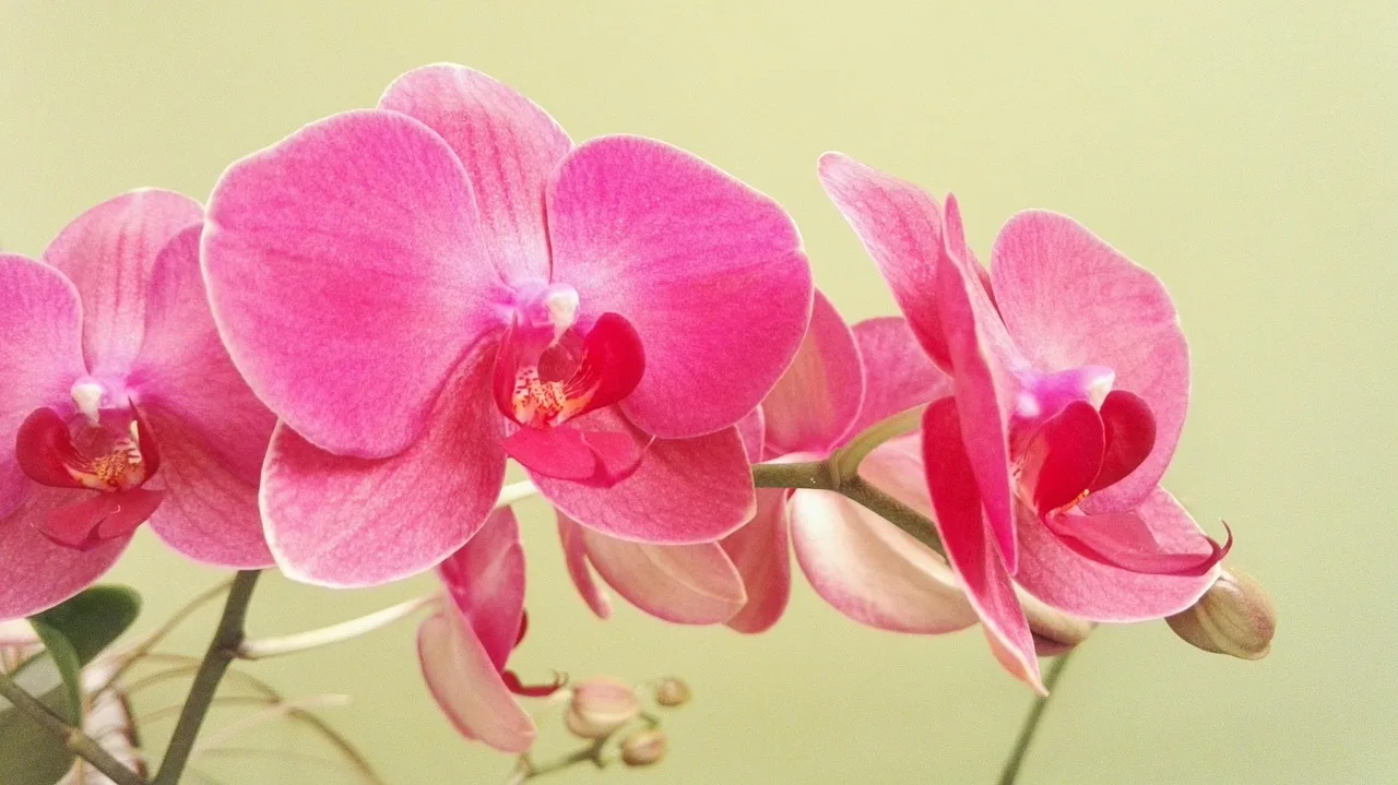 Deine Orchidee stirbt – aber dieser simple Schwammtrick holt sie zurück2026-05-04T04:45:42.404Z"