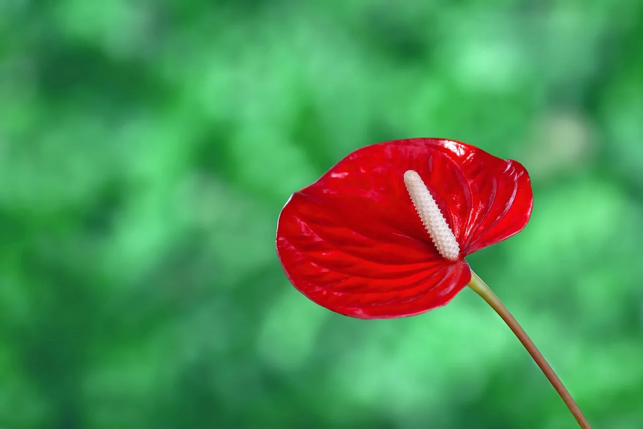 Dein Anthurium blüht nicht mehr? Dieser eine Fehler beim Gießen zerstört die meisten Zimmerpflanzen2026-05-04T07:31:02.798Z"