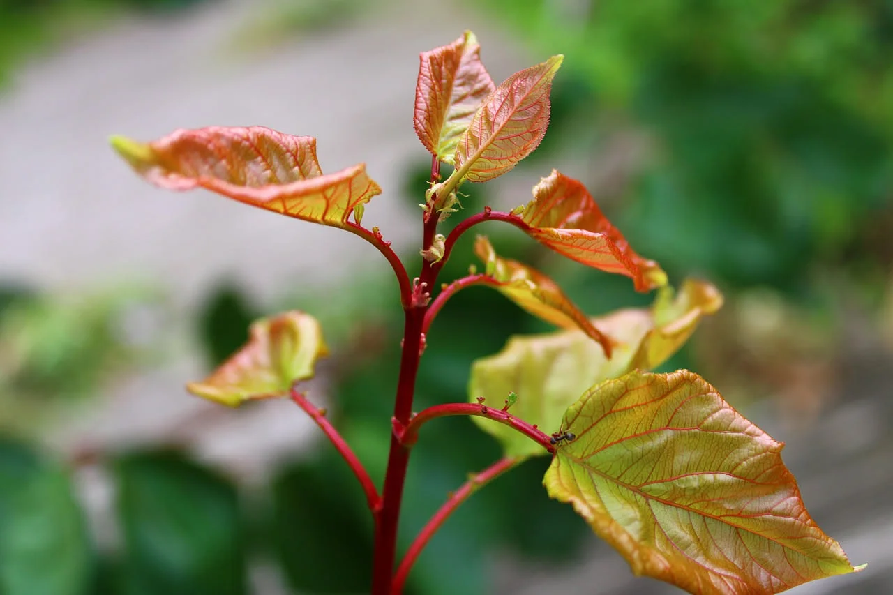 Schildläuse im Garten: was du an deinen Pflanzen sofort prüfen solltest, bevor der Schaden unumkehrbar wird2026-05-04T08:16:05.096Z"